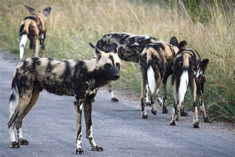 African Wild Dogs On The Prowl In The Kruger National Parksaw