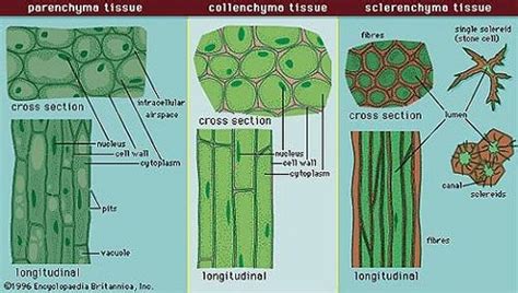 Difference Between Parenchyma Collenchyma And Sclerenchyma Biology