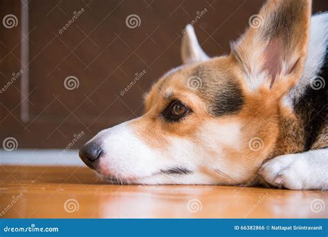 Lazy Pembroke Welsh Corgi Lay On The Floor Waiting For Someone To Come