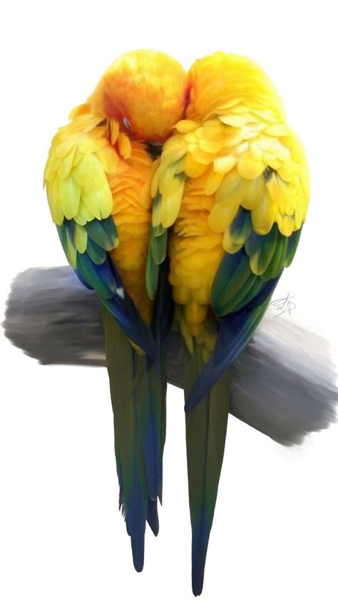 Birds Pair Love Minimal Artwork Parrot 720x1280 Wallpaper