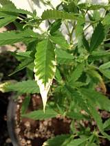 Marijuana Leaves Turning White