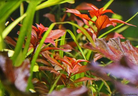 Ludwigia Rubin Ruby Ludwigia Flowgrow Aquatic Plant Database