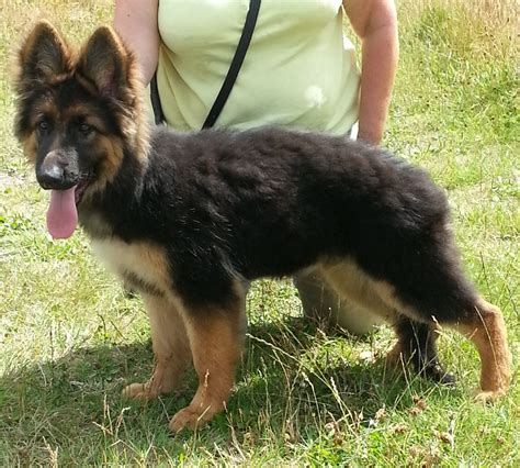 Pics Photos Black Long Haired German Shepherd For Sale 1