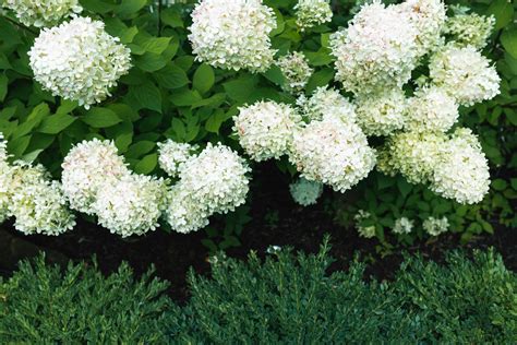 How To Grow And Care For Limelight Hydrangea