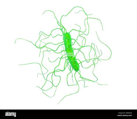 Clostridium Difficile Bacterium With Peritricous Flagella Computer