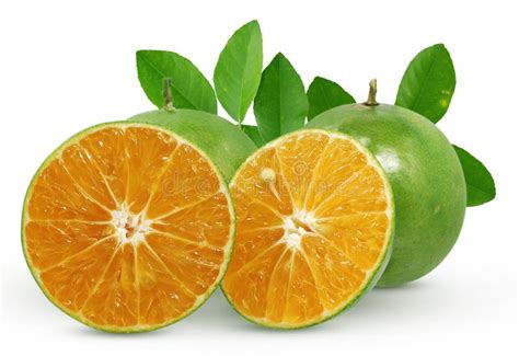 Green Orange Fruits Isolated On White Background Stock Photo Image Of