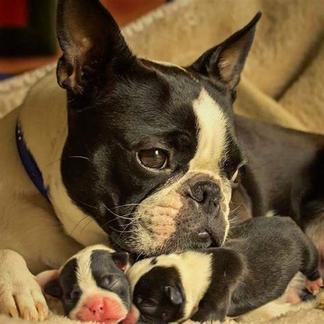 Rat Terrier Boston Terrier Lover Terrier Breeds Terrier Puppies Dog