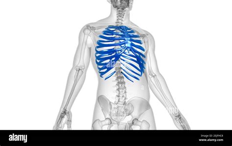 Anatomie Du Squelette Humain Rib Cage 3d Rendering For Medical Concept
