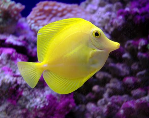 Aquarium Fishes At Best Price In Chennai Aquarium Marine World