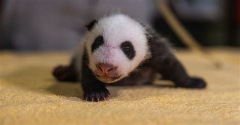 ‘little Miracle Panda Cub At Dc National Zoo Named Xiao Qi Ji