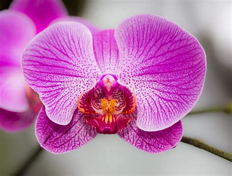 The Sexy Orchid Photograph By Darby Donaho Fine Art America