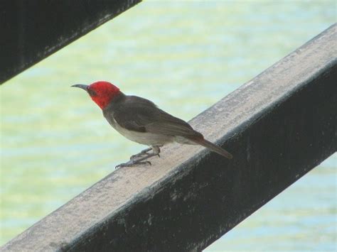 Red Headed Honeyeaters In Broome 10000 Birds