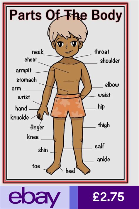 A4 Poster Sign Parts Of Body Educational Eyfs Sen Children Kids
