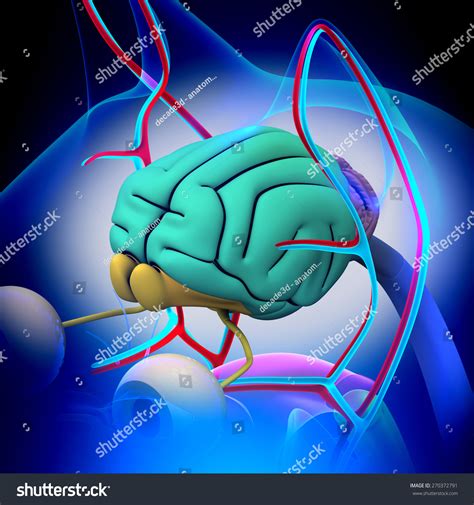 Cat Brain Anatomy ภาพประกอบสต็อก 270372791 Shutterstock