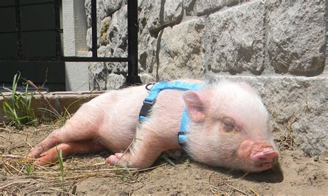How To Put A Harness On A Mini Pig Life With A Mini Pig