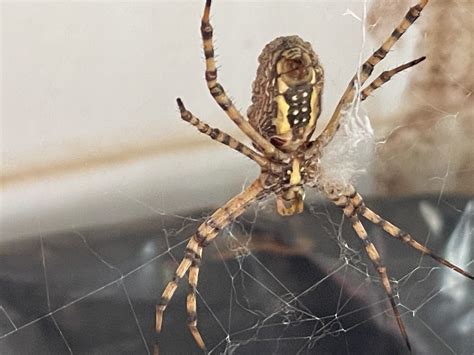 Unidentified Spider In 15 Miles Outside Of Williston Nd North Dakota