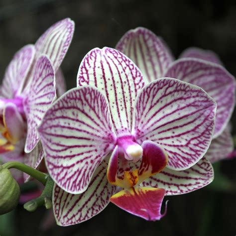 Rare 20pcs Mix Phalaenopsis Flower Seeds Plant Butterfly Orchid Decoration Ebay