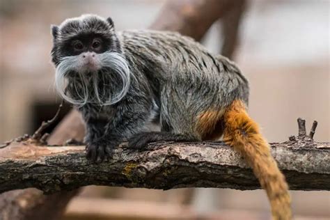Descubriendo Al Tití Emperador El Primate De Bigotes 🥇 Vida Con Mascotas 🥇