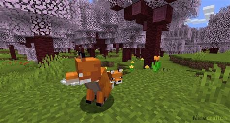 Colorado cocoa club part 1. Мод на сакуру Sakura Forest 1.15.2 - Моды для Minecraft ...