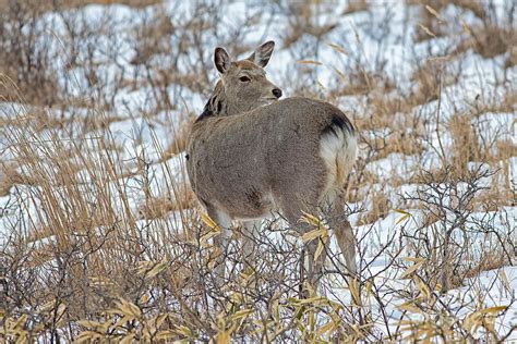 Sika Doe Photograph By Natural Focal Point Photography Fine Art America