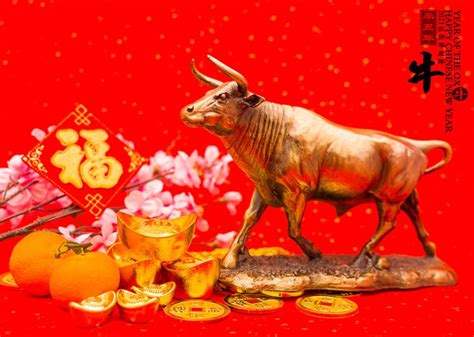 The Year Of The Ox Chinese New Year Traditions Celebrated Visually