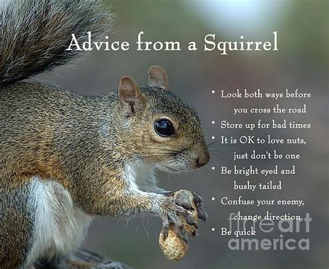 Advice From A Squirrel By Nancy Greenland In 2020 Squirrel Funny