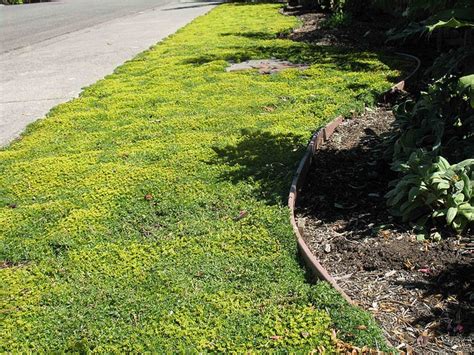 Bolax Gummifera Fabulous Hardy Evergreen Groundcover For Sunny Areas
