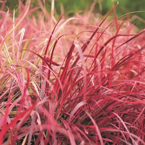 Graceful Grasses Fireworks Variegated Red Fountain Grass Pennisetum