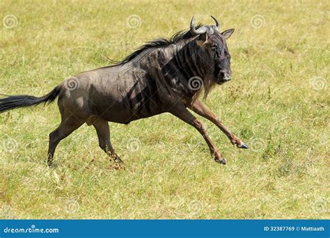 Blue Wildebeest Running Stock Image Image Of Ngorongoro 32387769