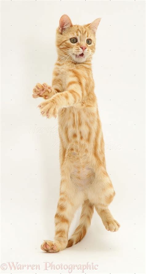 Ginger Kitten Reaching Up Photo Wp12481
