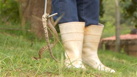 Ataques de cobras são comuns na zona rural G1 Itapetininga e Região