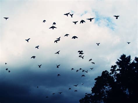 無料画像 自然 翼 雲 空 群れ 飛ぶ ペット 獣 鳥の移動 動物の移動 3264x2448 1096697