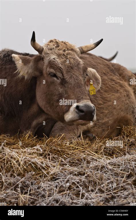 Brown Swiss Braunvieh Domestic Cattle Bos Primigenius Taurus On A