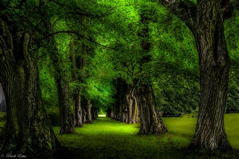 Green Trees In The Park Hd Wallpaper Background Image 2000x1333