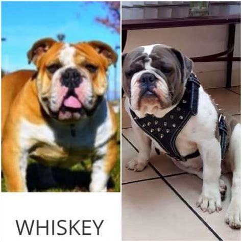 Find a trainer near by you. Olde English Bulldogge puppies IOEBA in Long Beach ...