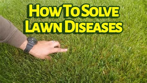 Do You Know What Fungicide Controls Lawn Diseases Like Brown Patch