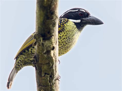 Hairy Breasted Barbet Ebird