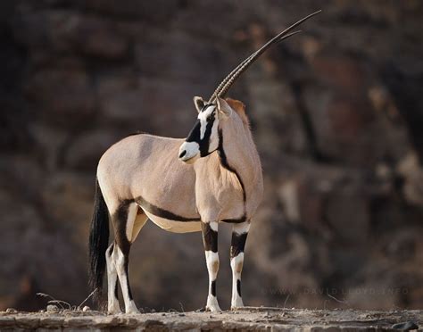 Namibian Oryx By David Lloyd On 500px African Wildlife African Animals