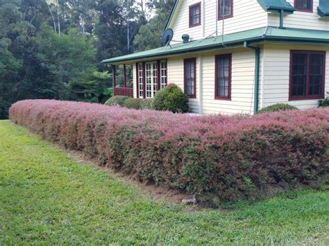 Austromyrtus Copper Tops Australian Native Plants Native Plants