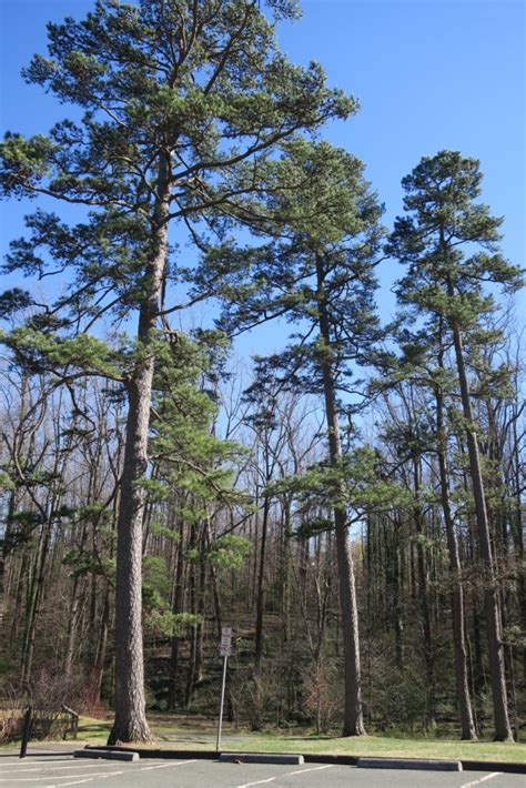 Pine Shortleaf Notable Trees