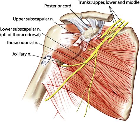 Human Cadaveric Study Of Subscapularis Muscle Innervation And