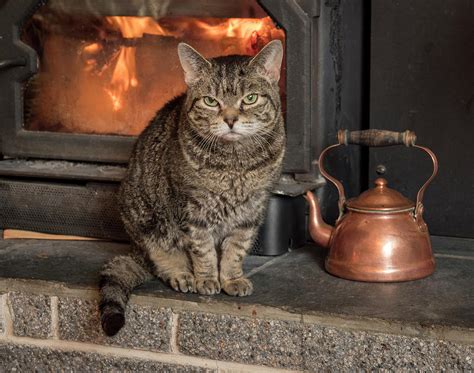 Cat By The Fire Photograph By Jean Noren Fine Art America