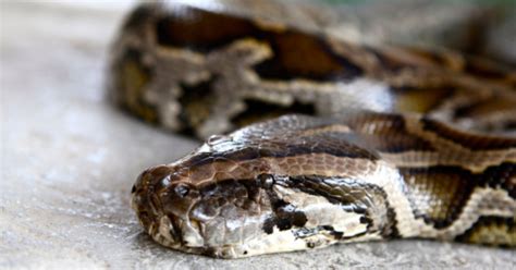 23 Foot Long 7 Meter Long Python Swallows Indonesian Woman