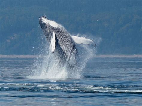Whale Watching East Coast Canada Blog Discover The World
