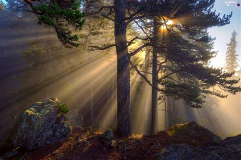 Sunrise Trees Fog Viewes Forest Morning Stone Beautiful Views