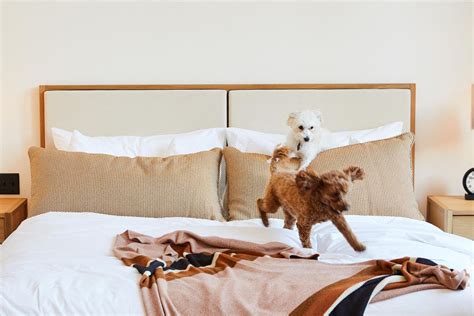 The Best Dog Friendly Hotels And Destinations In America
