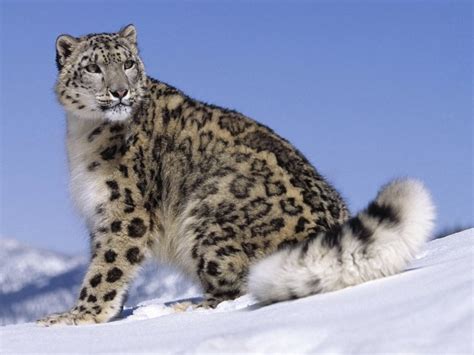 Cites Secretary Generals Remarks At The International Snow Leopard And