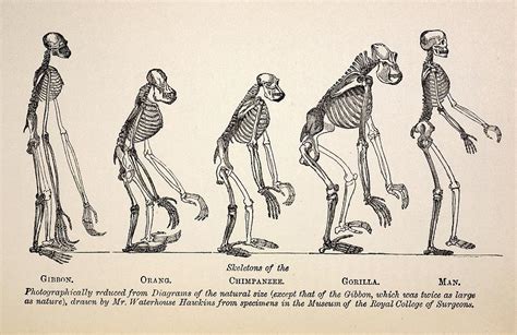 1863 Huxley From Ape To Man Evolution Photograph By Paul D Stewart Pixels
