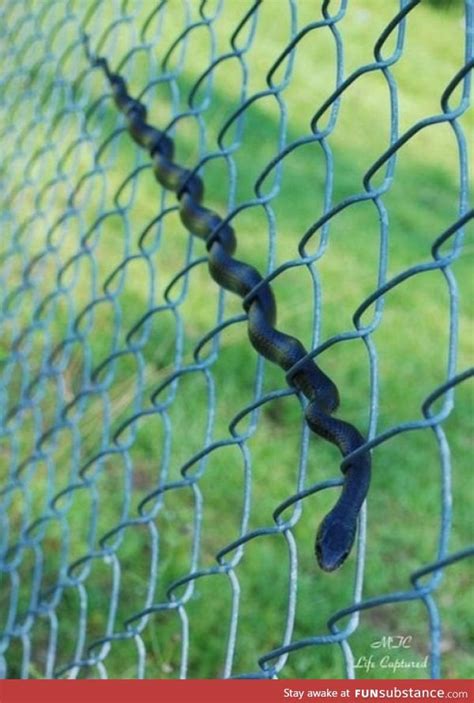 How A Snake Uses A Fence Funsubstance