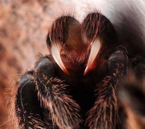 Tarantula Fangs 7 Fearsome Facts And Photos Thepetfaq